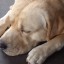 Balu cão labrador