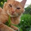gato gato