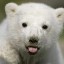 knut