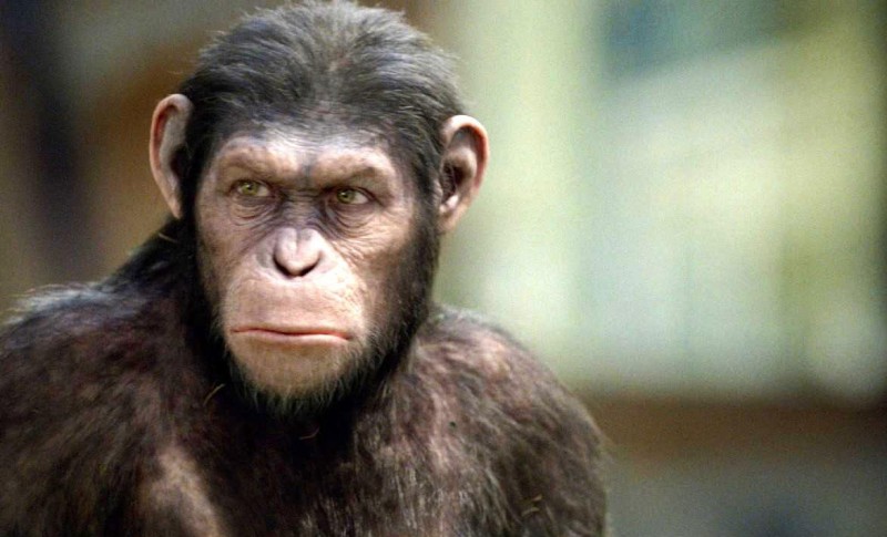 O planeta é dos macacos ou dos símios? - palavras sobre palavras